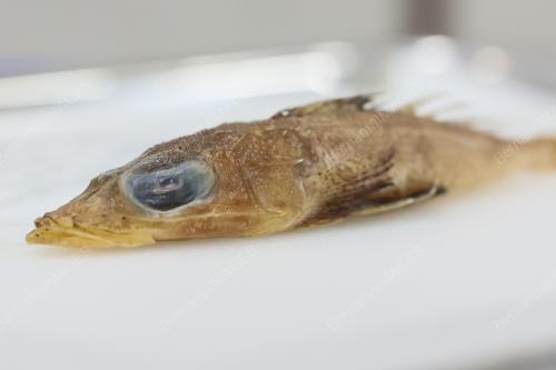ROGADIUS AZIZAHAE