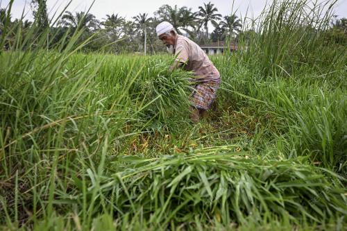 TRADISI LAMA MENCERUT RUMPUT