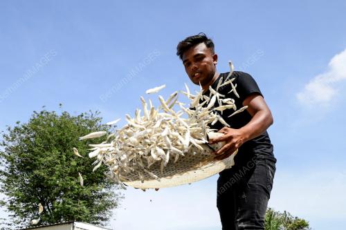 IKAN BILIS