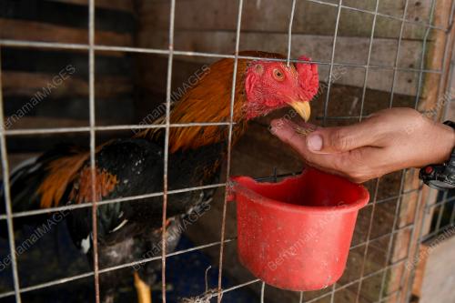 AYAM RATU