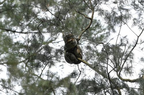 ULAR SAWA ATAS POKOK RHU