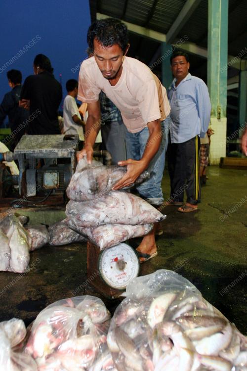 PEMBORONG IKAN