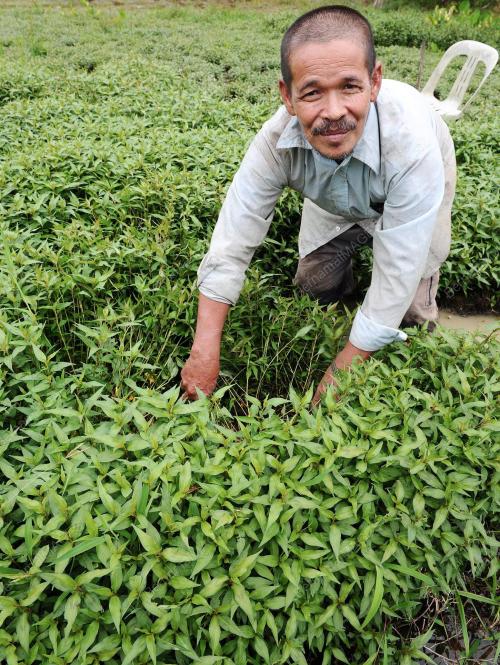 TR05_09122012_TANAM_KESOM