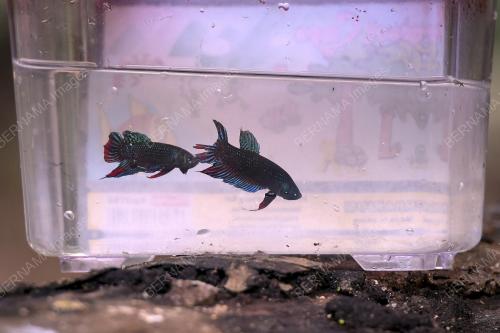 BUDAK KAMPUNG TANGKAP IKAN LAGA