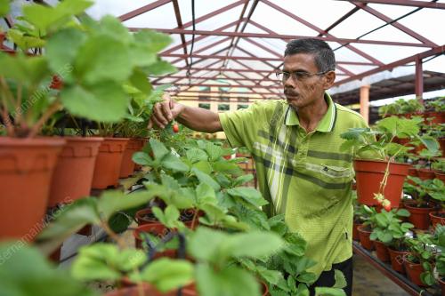 STRAWBERI TERENGGANU