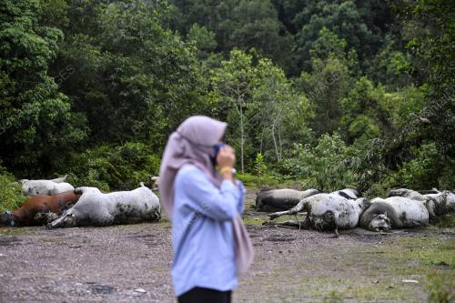 11 EKOR LEMBU MATI