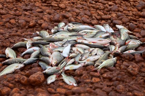 PESTA MENJALA DAN MEMUKAT IKAN