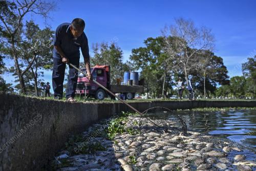 IKAN MATI AKIBAT CUACA PANAS