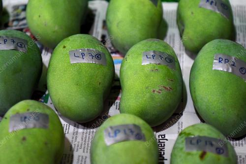 MANGGA HARUMANIS TERENGGANU