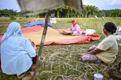 PROSES MENAMPI PADI