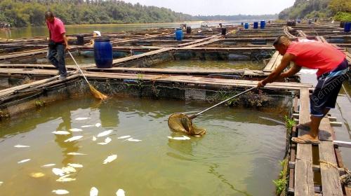 TR05_14042016_IKAN_MATI