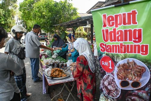 JEPUT UDANG STAMBUNG
