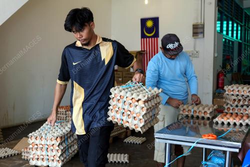 TELUR AYAM