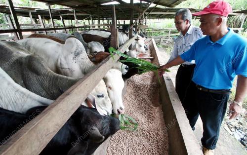 LEMBU KORBAN