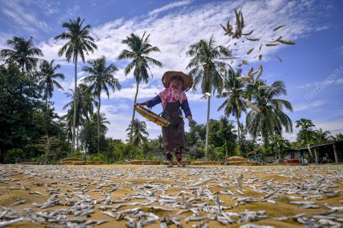 IKAN BILIS