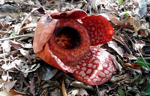 TR05_17022014_RAFFLESIA