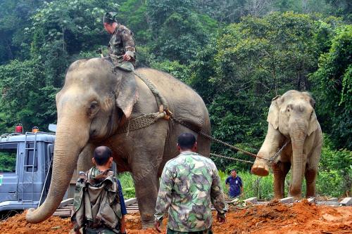GAJAH LIAR