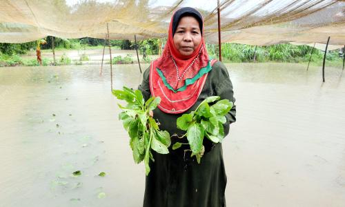 TR05_17112014_SAYUR_MUSNAH