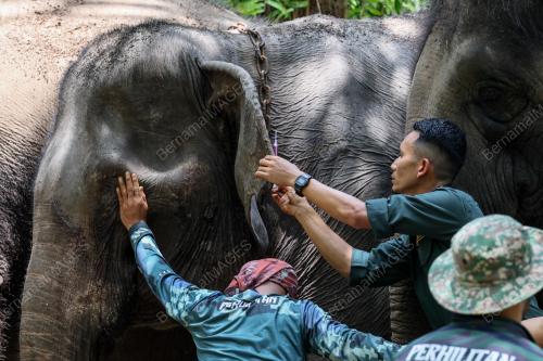 OPERASI PINDAH GAJAH