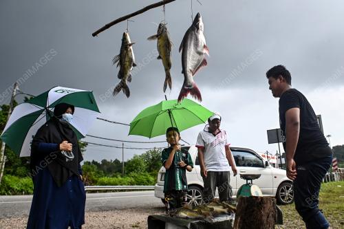 SAMBUTAN IKAN DARAT MUSIM TENGKUJUH