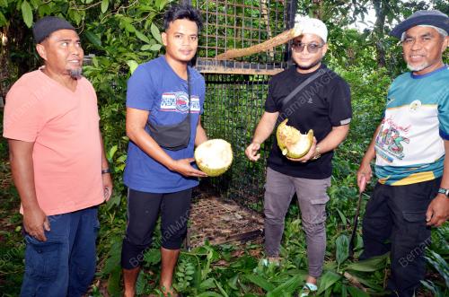 PASANG PERANGKAP BERUANG