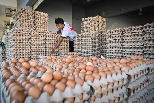 TINJAUAN TELUR AYAM