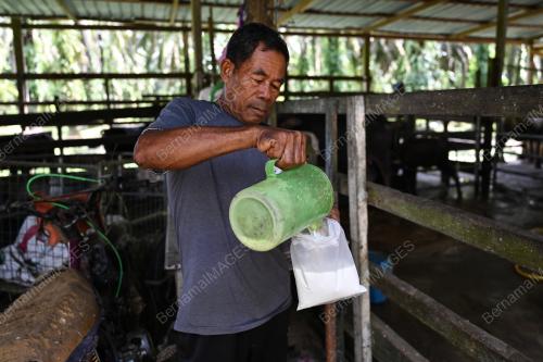 SUSU MASAM KERBAU