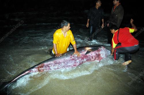 ANAK IKAN PAUS