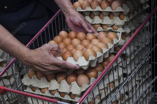 TINJAUAN BEKALAN TELUR AYAM