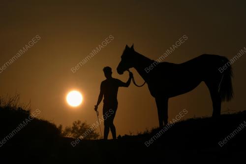 SILHOUETTE HORSE