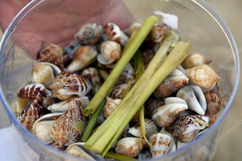 SIPUT LAUT MUSIM TENGKUJUH