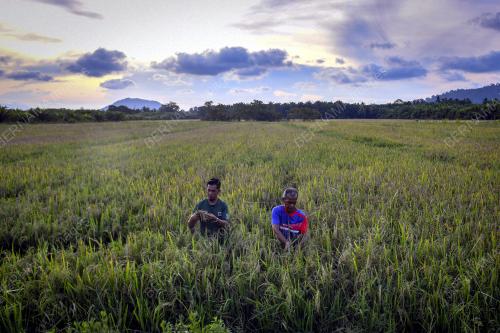 TANAMAN PADI ROSAK AKIBAT BANJIR