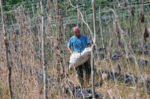 TANAMAN ROSAK CUACA PANAS