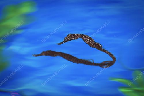 TR05_24072018_KUDA_LAUT_BN201806130772