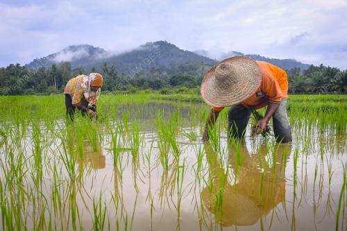 MENCEDUNG PADI