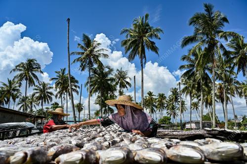 IKAN BEKOK