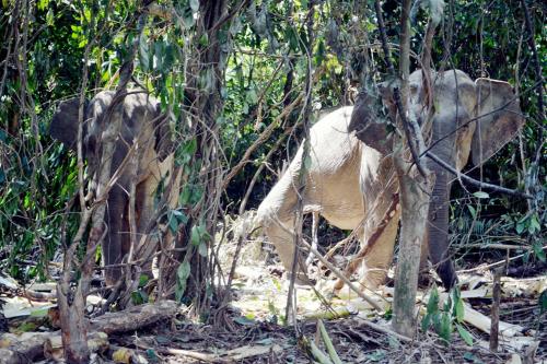 TR05_26072012_GAJAH_LIAR