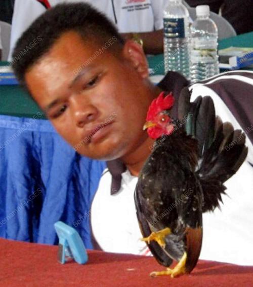 AYAM SERAMA