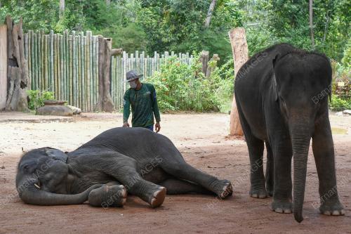 PERKAMPUNGAN KONSERVASI GAJAH KENYIR