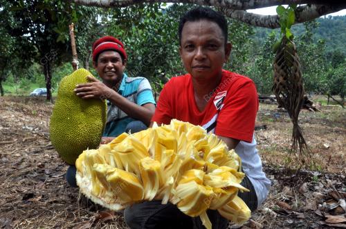 TR05_28082017_NANGKA_MADU