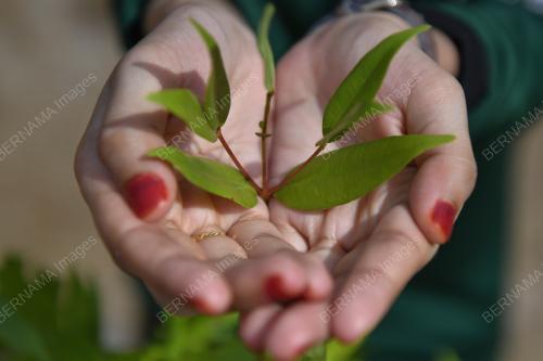 100 JUTA POKOK