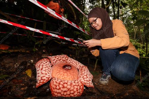 BUNGA PAKMA