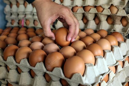 TELUR AYAM