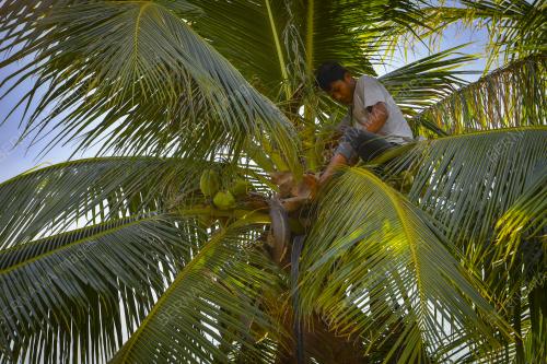 PEMETIK KELAPA
