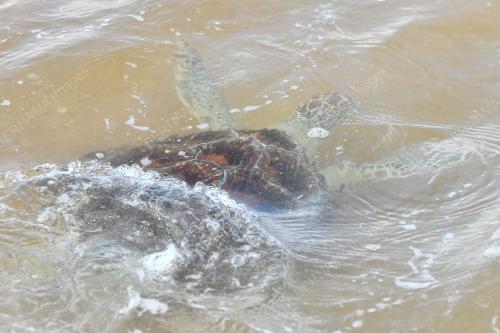 PENYU DILEPASKAN KE LAUT