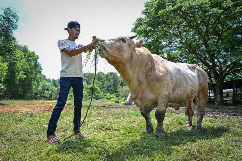 LEMBU SADO BAKA CHAROLAIS