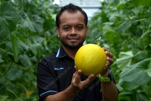 MELON MANIS TERENGGANU