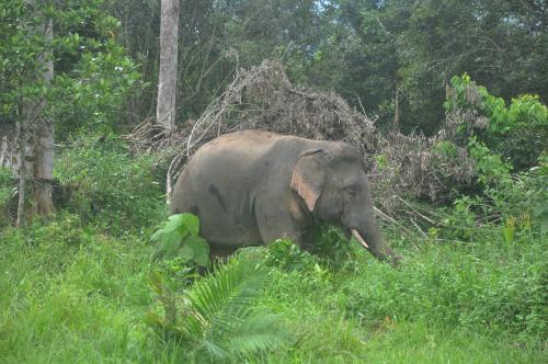 GAJAH