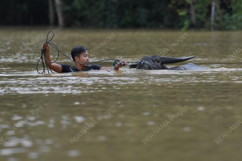 MANDI KERBAU DALAM BANJIR