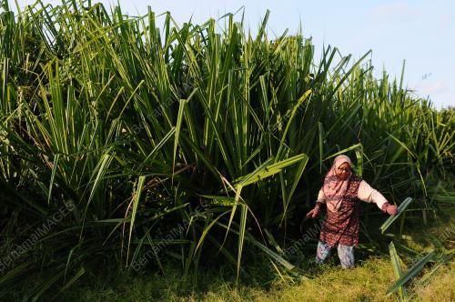 MENCARI DAUN MENGKUANG